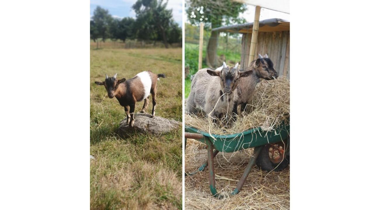 Le Domaine De La Petite Chevre Villa Ploumagoar Dış mekan fotoğraf